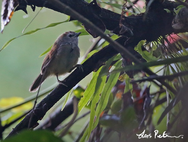Crescent-chested Babbler
